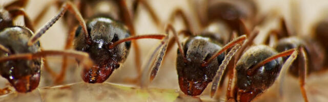 UHVAĆENI I OSUĐENI ZBOG ŠVERCA MRAVA! Neverovatno za šta ih ljudi koriste!