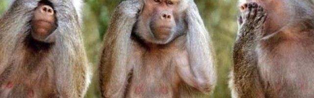 PRIMATI U JUŽNOJ AZIJI NAČISTO PODIVLJALI ZBOG PANDEMIJE! Izgladneli majmuni terorišu Tajland