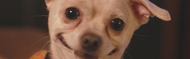 Istraživanja pokazala:Psi mogu da nas lažu