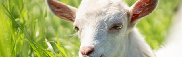 Šok! Žena je otišla da se istušira, a ona je čekala ISPRED VRATA (VIDEO)