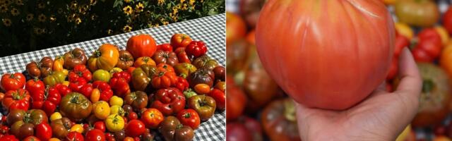 Kako da pripremite domaći kuvani paradajz – imamo proveren recept!