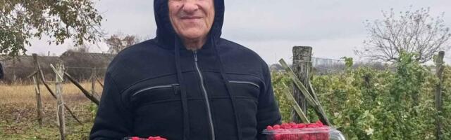 Da ne poverujete: Sreten obrao drugi rod malina, prodao 300 kila