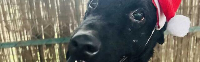 Udomi, ne kupuj: Okac je nežan, umiljat i uvek spreman da se privije uz čoveka