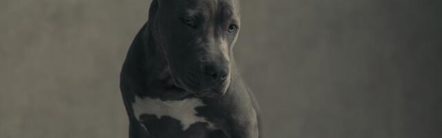 Pas u azilu danima cvileo i skrivao lice: A onda je volonterka u njegovoj ogrlici pronašla skrivenu poruku