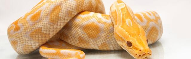 Može li se pronaći vlasnik za ljubimca dugačkog 4 METRA: Albino piton traži novi dom uz posebne uslove