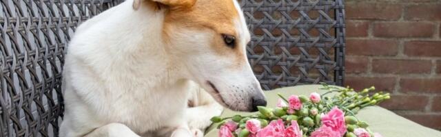 Opasnost vreba za Dan zaljubljenih: 5 vrsta popularnog cveća su otrovne za pse - vodite računa