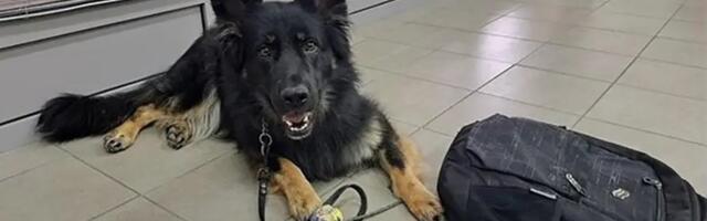 Pogledajte s čim je Srbin pokušao da uđe u Hrvatsku! Carinici u šoku, pas spasio stvar