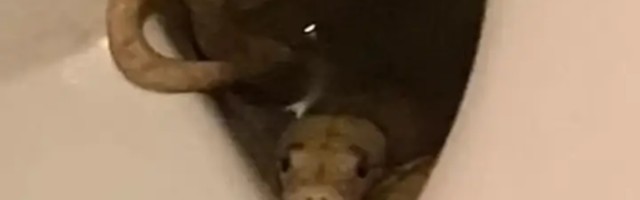 Piton ugrizao čoveka za genitalije kada je seo na WC šolju