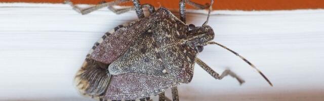 2 BILJKE smrdibube apsolutno ne podnose! Nabavite ih i bežaće glavom bez obzira