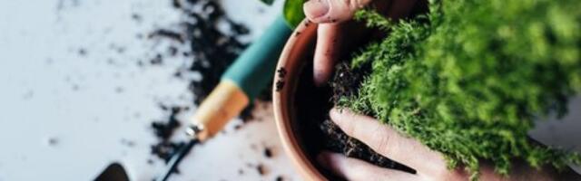 Februarske sobne biljke koje traju godinama: Idealne za početnike - zasadite ih sada i uživajte u zelenoj oazi