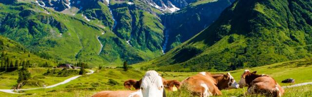 Gradi se najveća automatizovana farma mleka na svetu: Roboti muzu krave, uvodi se doziranje hrane