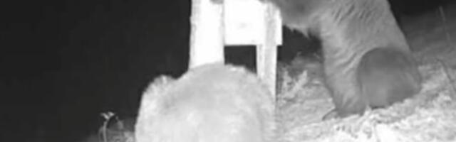 "POVADILA RAMOVE S MEDOM, SAĆEM, JELA..." Mečka se bez straha sladila ispred osvetljene kuće Nešovanovića u Ivanjici! Druga u selu savladala bika od 750 kila?!