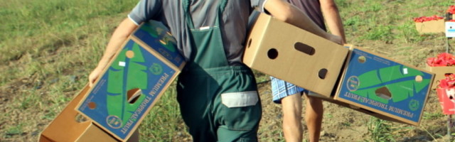 Mujo krade paprike, a Haso drži stražu, naleteo policajac, pa upita: Što to radite?