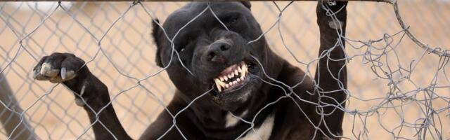 KRVAVI PIR U KNJAŽEVCU! Pitbul preskočio ogradu i napravio HAOS na ulici: Ubio psa, pa nasrnuo na DEKU (86)!