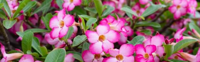 Čaroban čaj za biljke: Stručnjak otkriva neverovatan trik koji spasava cveće po VRUĆINI