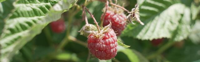 Vlada Srbije produžila rok za kredite skladištarima malina: Podrška za prevazilaženje tržišnih problema