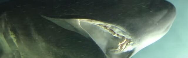 Džinovski morski pas viđen na Jadranu (VIDEO)