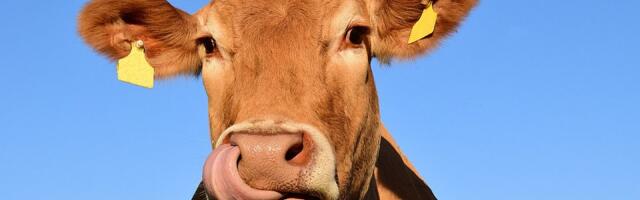 Revizor: Uprava za veterinu kršila obavezu dobrog poslovanja