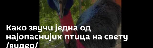 Како звучи једна од најопаснијих птица на свету /видео/