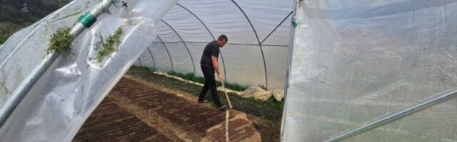 Školovao se u Beogradu, pa se vratio u rodno selo: Ljubisav iz Brodareva ima više od 20 ari pod plastenicima