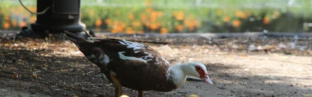 Sutra u Novom Sadu malo tmurnije, ali toplije