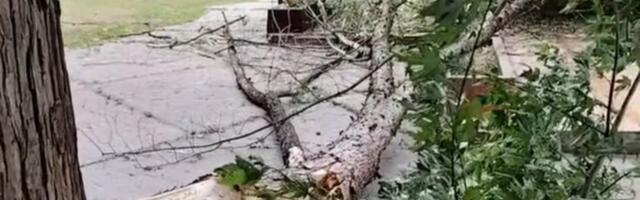 Velika grana pala u dvorištu vrtića, nema povređenih