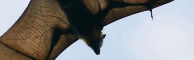 SLEPI MIŠEVI NE PRENOSE KORONAVIRUS! U Srbiji ima čak 31 vrsta ovih letećih sisara, ali oni nisu pretnja! (Video)