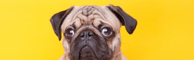 Stručnjaci upozoravaju da se mops ne može više smatrati tipičnim psom