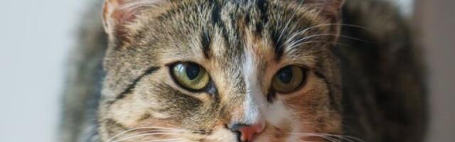 Mačka putovala 70 km u motoru automobila: Šokantno spašavanje, vlasnici bili van sebe