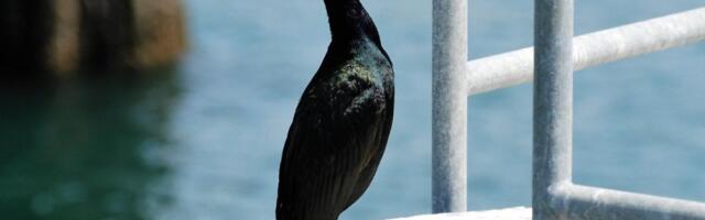 FOTO: Kormoran sam došao u nemačku bolnicu da mu uklone udicu iz kljuna