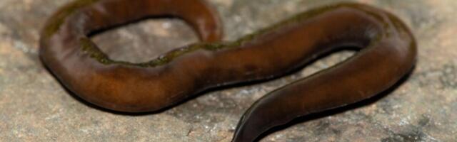 Presečete ih, nastaju 2! Pojavili su se crvi mesožderi, invanzivna vrsta iz tropskih krajeva, evo šta jedu ovde!