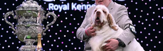 Ovo je ŠAMPION KRAFTSA 2026: Klamber španijel Bruin iz Somerseta pobedio čak 18.698 konkurenata