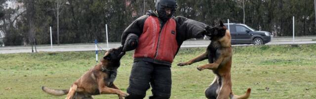Od njih se ne može pobeći! Ovako se vrši dresura službenih pasa Vojske Srbije (FOTO)