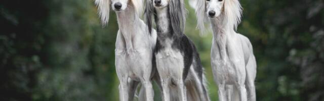 Psi koji su možda bili na Nojevoj barci: Najstarije rase koje vekovima vladaju ljudskim srcima