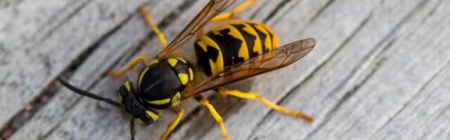 Ose će bežati kao lude: Treba vam samo 1 stvar da se rešite dosadnih insekata
