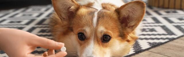 Veterinari otkrili zašto su TikTok saveti sve veća pretnja za kućne ljubimce