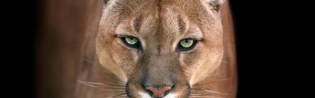 Puma snimljena gde joj nije mesto: Uzbuna u Poljskoj, hitno izdata upozorenja građanima da ne idu u šumu!