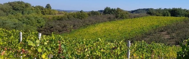 DANASI I  SUTRA SUČANO, U SREDU KIŠA