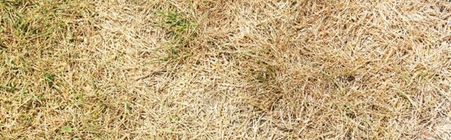 Travnjak vam je požuteo? Sipajte ovu domaću mešavinu i pozeleneće za 3 DANA