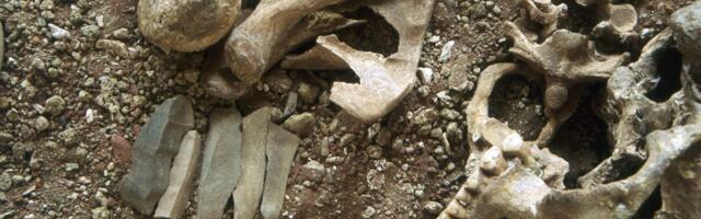 Medved napao, osakatio i ubio tinejdžera: Rešena misterija „Malog princa“ stara 27.500 godina