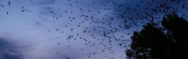 Grabljivice kao da opsedaju ovaj grad u Srbiji! Uhvaćene na nekoliko fotografija, prizori su neverovatni
