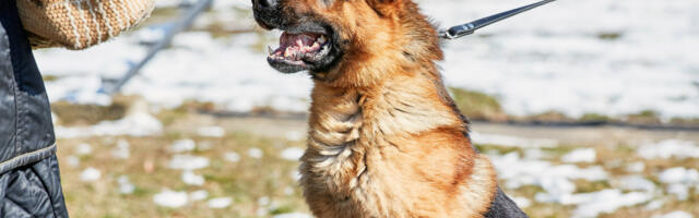 Ministartsvo odbrane: Namera je da se psi udome i nastave život okruženi pažnjom i ljubavlju