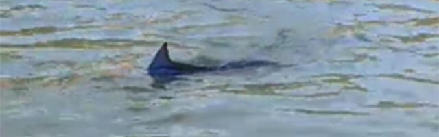 UHVAĆEN MONSTRUM U JADRANU! Ako je pipnete ili je pojedete, može vas odvesti u SMRT!