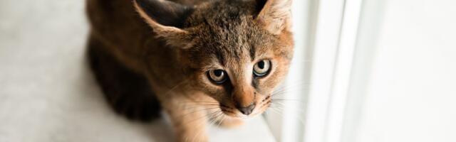 Avion poleteo sa 2 mačke, ali samo jedna ostala kad je sleteo, niko ne zna šta se desilo