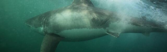 Blizu popularnih plaža primećena velika ajkula: Predator težak 192 kilograma vreba u mutnoj vodi!