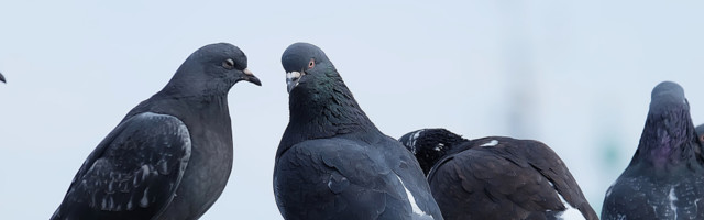 Stoje golub i sova na grani...