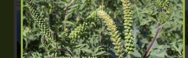 Ambrozija u Beogradu: U vazduhu jedanaest puta više nego što bi smelo