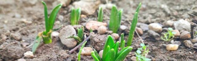 Kad februarsko proleće prevari zumbul…