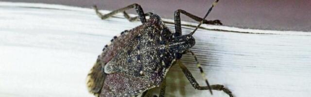 Kako se efikasno rešiti smrdibuba prirodnim putem