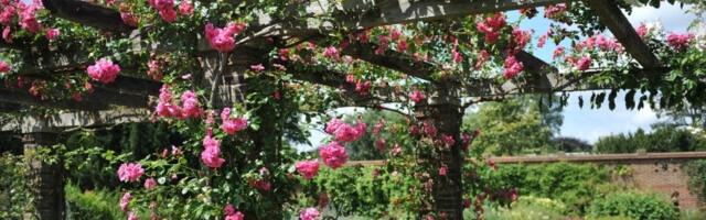 Uzmite šaku ovog semenja i bacite po bašti! U aprilu ćete imati cveće kao iz raja (FOTO)